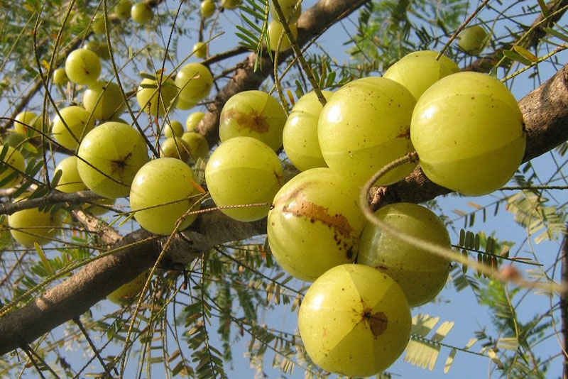 Amla Dry Extract