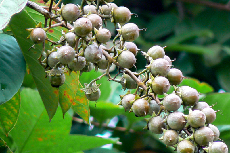 Banaba Dry Extract