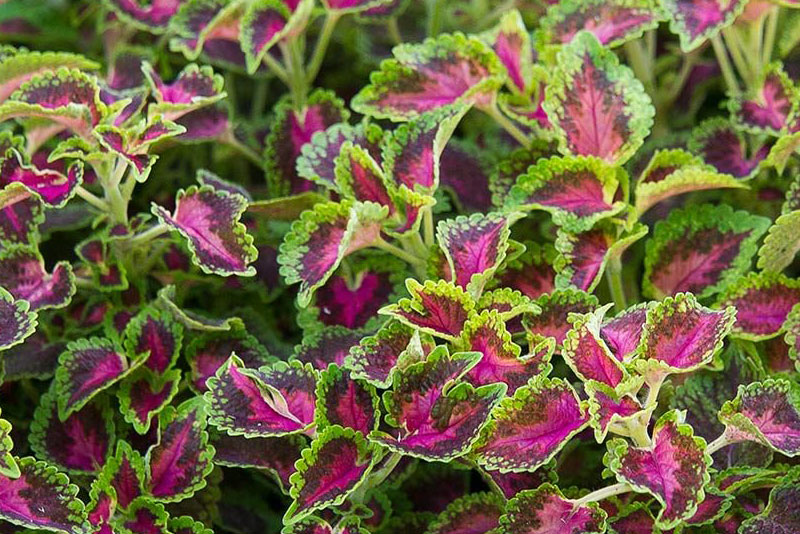 Coleus Dry Extract