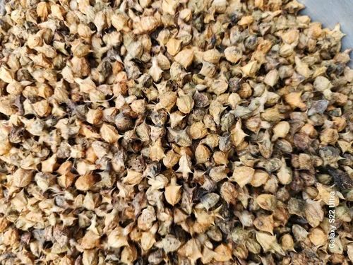 Dry Gokhru Seeds