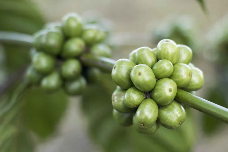 Green Coffee Bean Extract