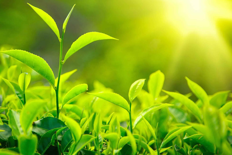 Green Tea Dry Extract