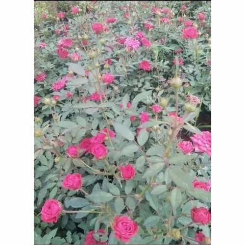 Hybrid Tea Rose Plant