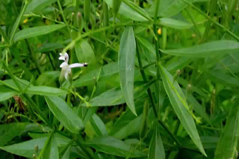 Kalmegh Dry Extract