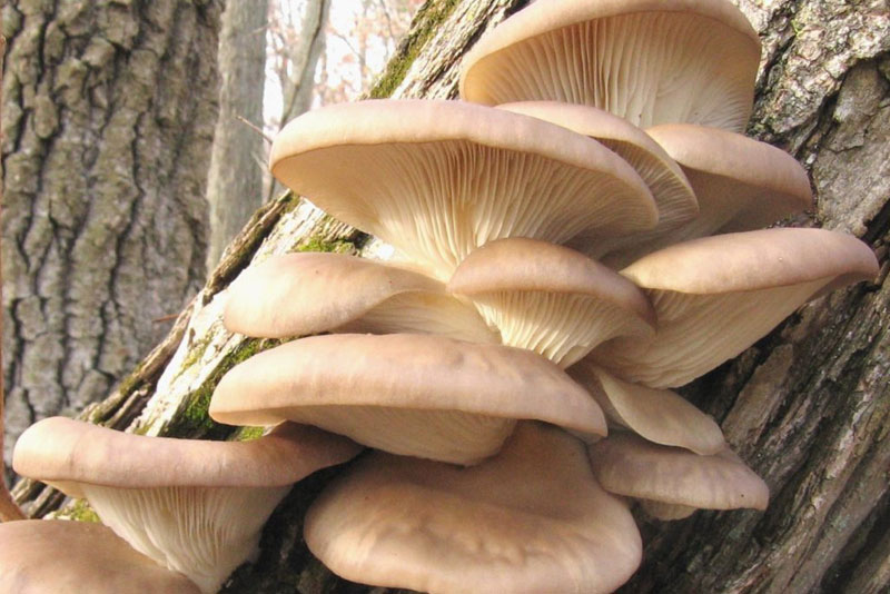 Oyster Mushroom Extract