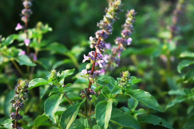 Tulsi Dry Extract